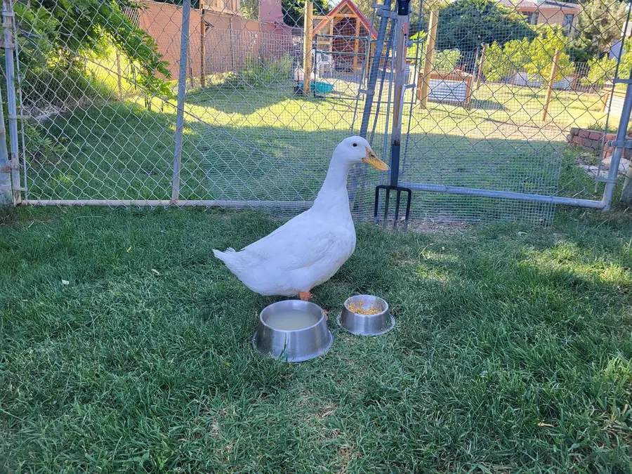 A white duck standing on grass between two metal bowls, in front of a wire fence.