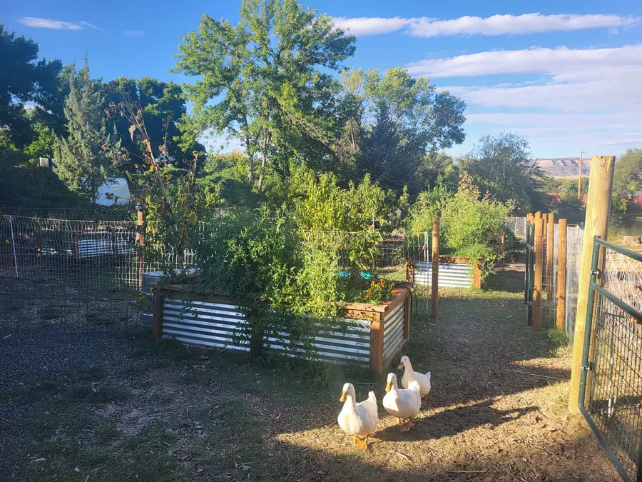 Three white ducks walking past a raised bed overgrown with tomato vines and orange flowers, inside a fenced yard.