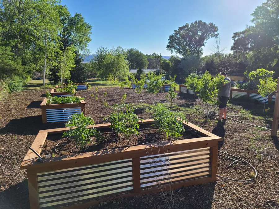 Evening light over raised beds of tomatoes and young fruit trees, with a person in the distance among the trees.