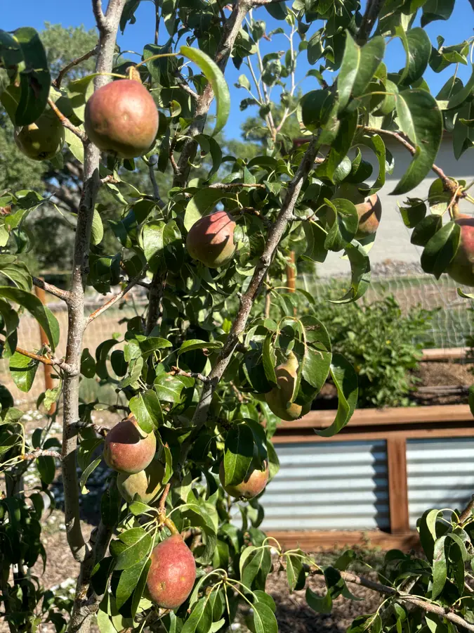 A pear tree loaded with ripening pears, with a raised bed behind it.