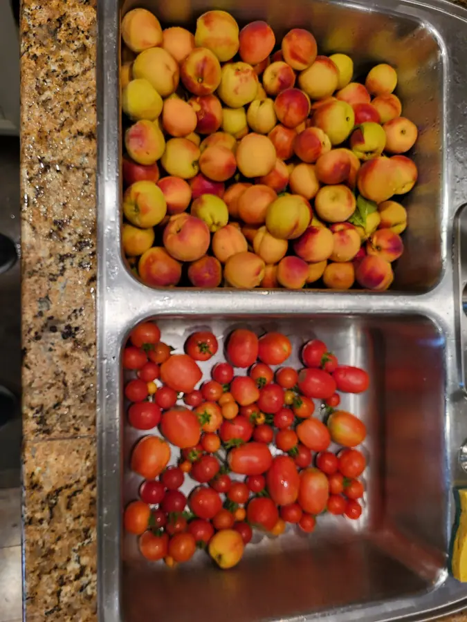 A kitchen sink holding a pile of ripe stone fruit in one basin and tomatoes in the other.