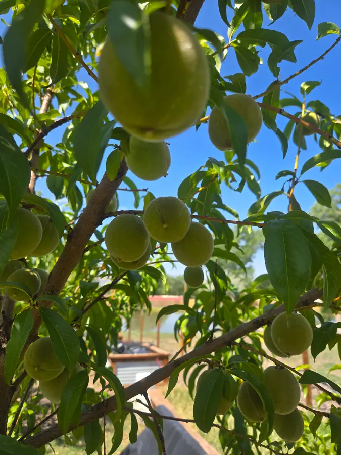 Young green peaches hanging among leaves on a branch, with a raised bed and a pond in the background.