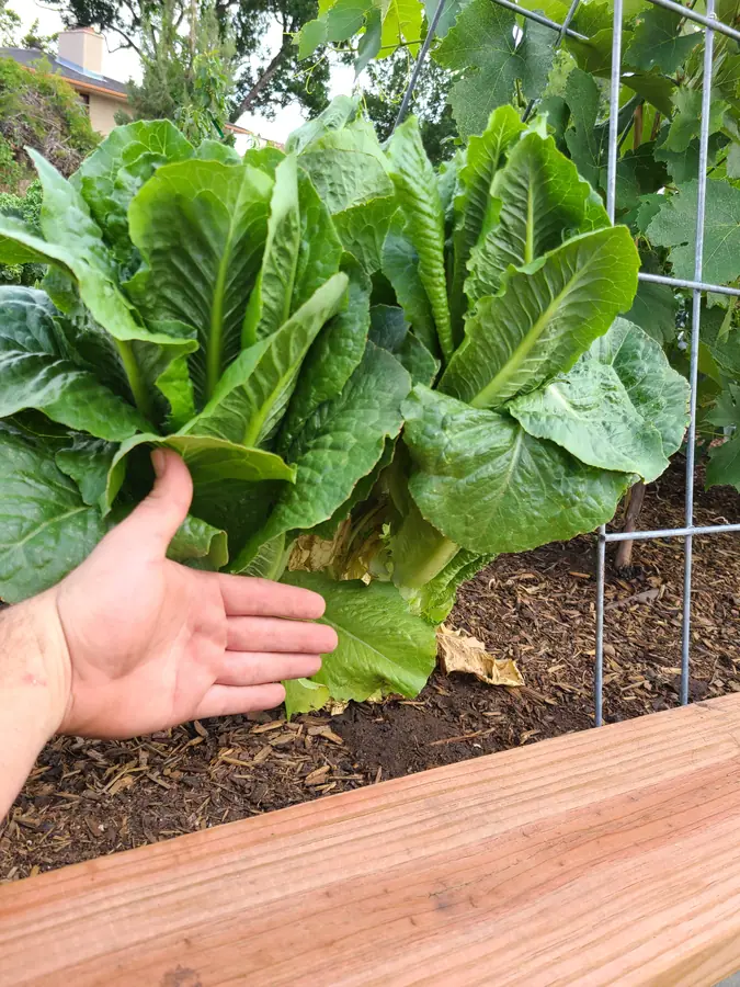 A hand held beside a large romaine lettuce plant in a raised bed, next to a wire trellis.