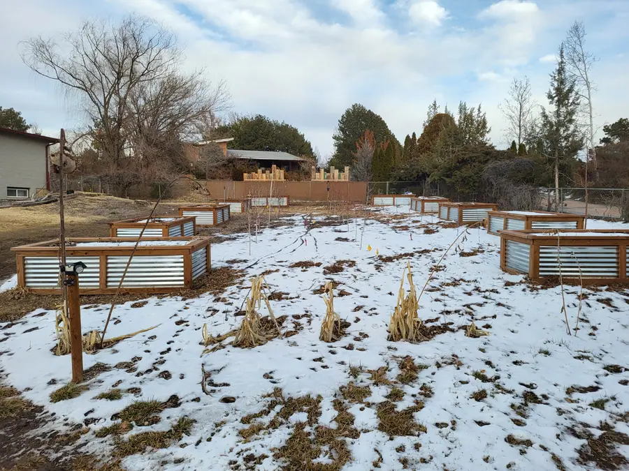 Raised beds in the snow with dry corn stalks in the foreground and bare trees behind.