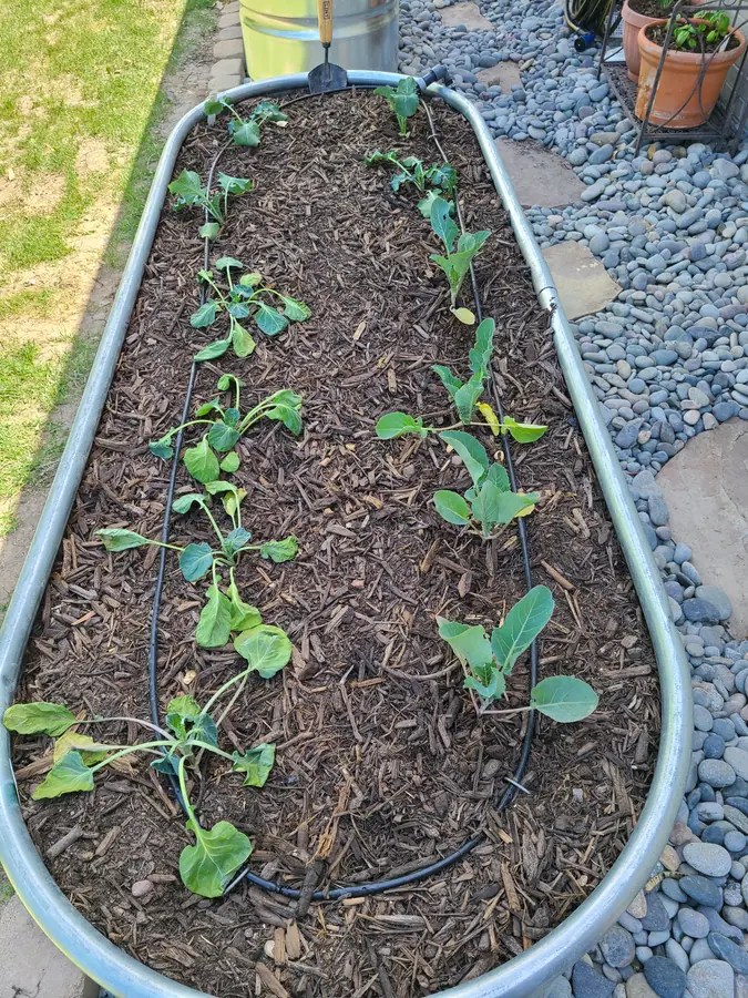 Young seedlings in an oval galvanized stock-tank planter, with a black drip line over wood-chip mulch.