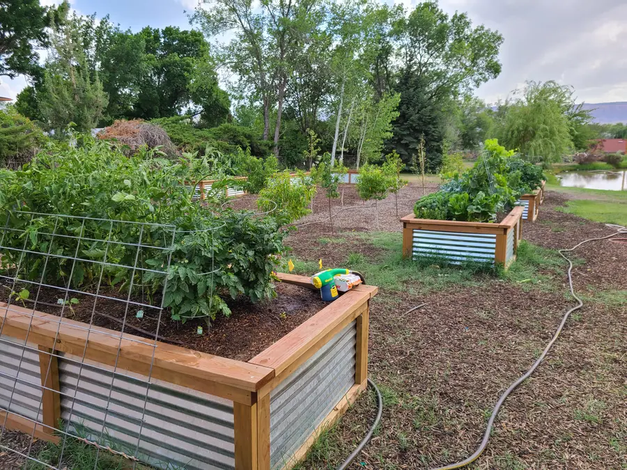 A raised bed with a wooden frame and corrugated metal sides, full of tomato plants, with more beds beyond.