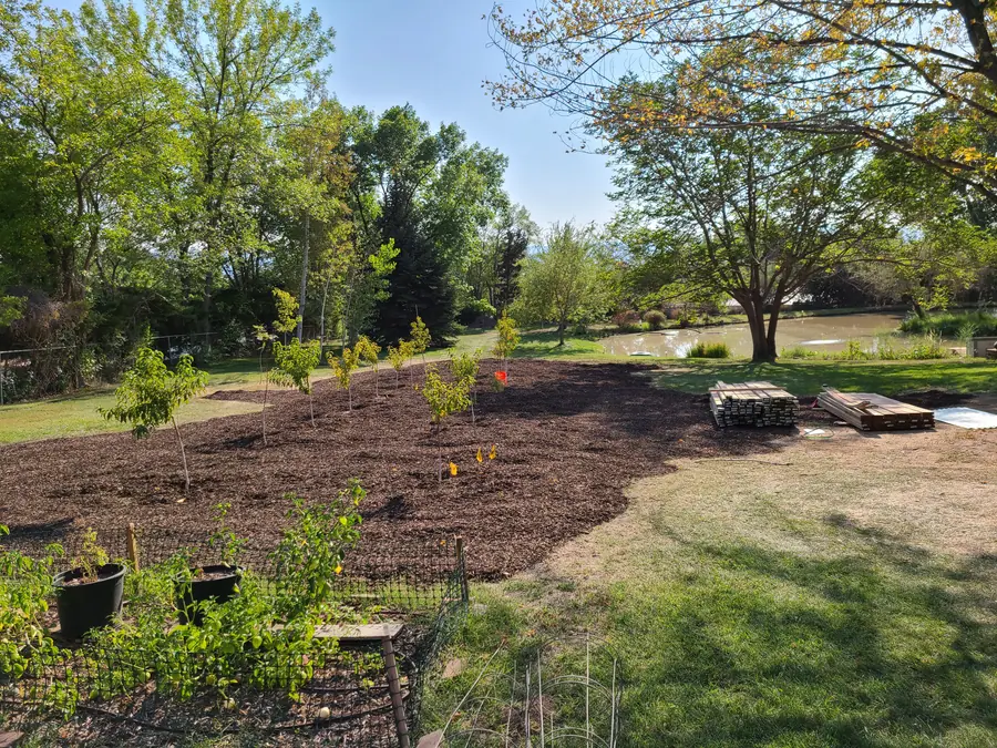 Fresh wood-chip mulch with young fruit trees planted in rows, a pond and tall trees behind, and stacks of lumber at the right.